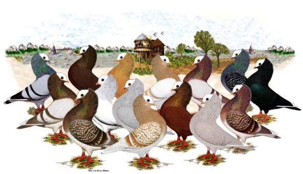 Mookee Tauben Verband Deutscher Rassetaubenzüchter e.V.