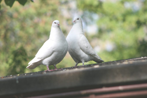 Mittelhäuser Tauben (Foto: Günter Stach)