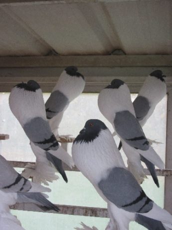 Augenweide: Bayerische Kröpfer blau mit schwarzen Binden im Jungtierschlag (Foto: Zausinger)