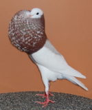 Elsterkröpfer