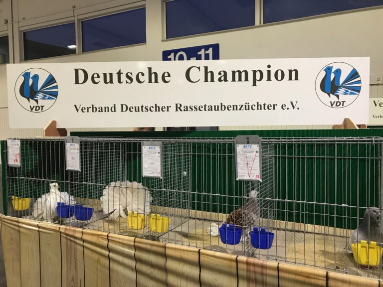 67 VDT Schau Nominierte Rassetauben Champion Anw rter Verband 