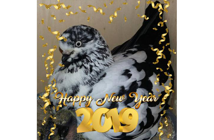 Neujahrsgruss 2019