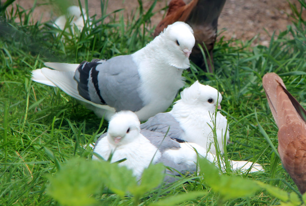 Verband Deutscher Rassetaubenzüchter e.V. Seite 3 von 92 Der VDT